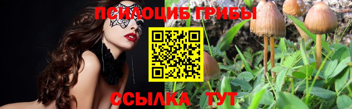 Псилоцибиновые грибы Cubensis  Вход с VPN  Алексеевка 
